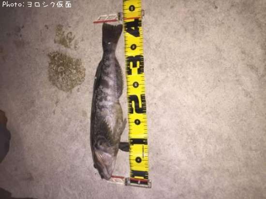 �����ʥ�