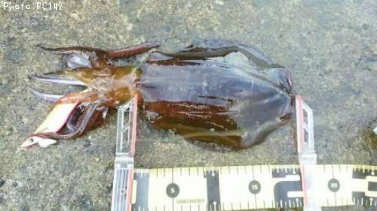 �����ꥤ��