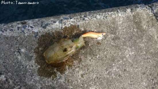 �����ꥤ��