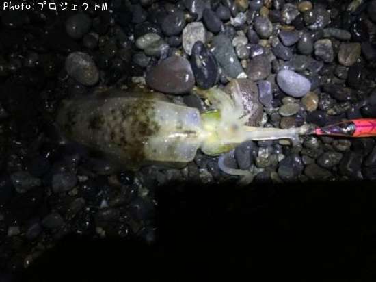 �����ꥤ��