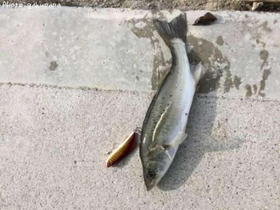 �����Х�