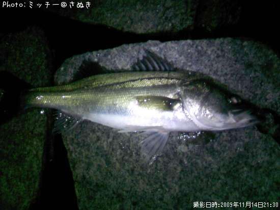 �ޥ륹����