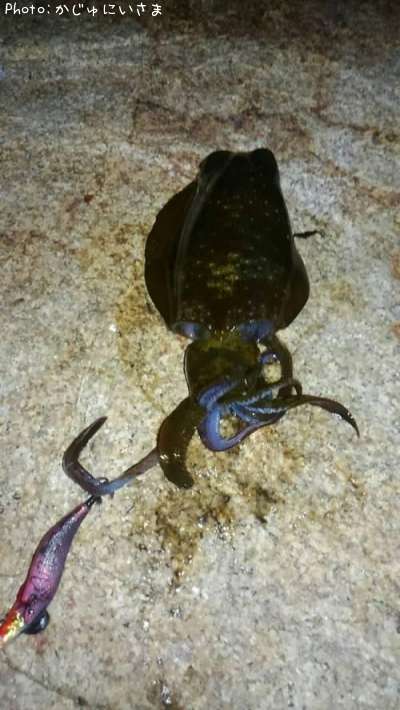 �����ꥤ��