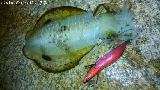 �����ꥤ��