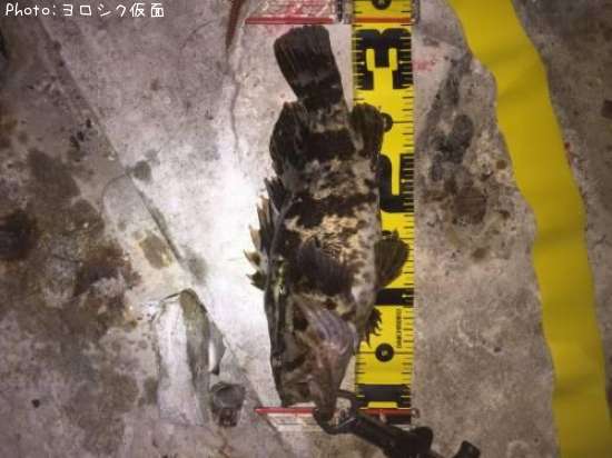 �٥å�������