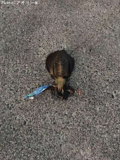 �����ꥤ��