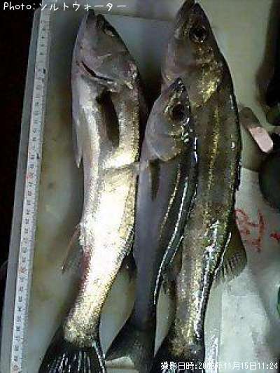 �����Х�