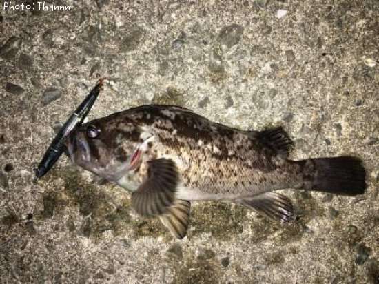 ���ӥ����ܥ���ƨ��