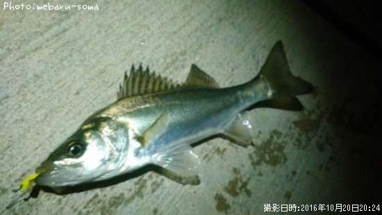 �����Х�