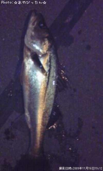 �����Х�