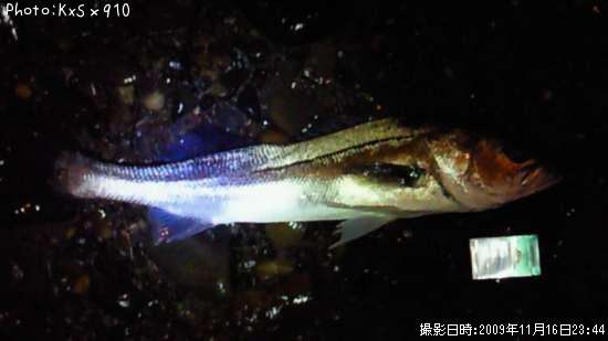 �����Х�