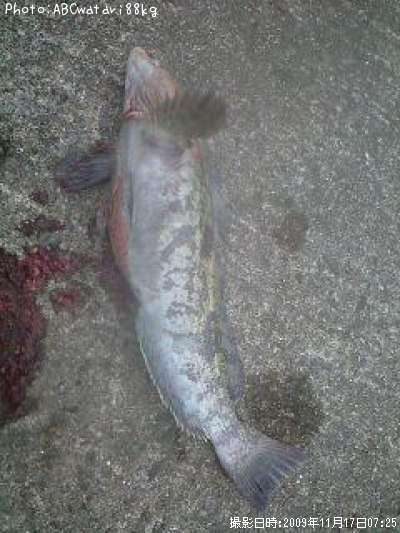 �����ʥ�