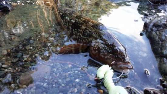 �����ʥ�