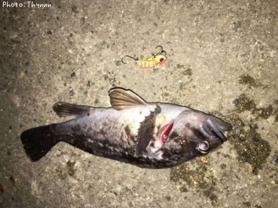 ���ӥ���