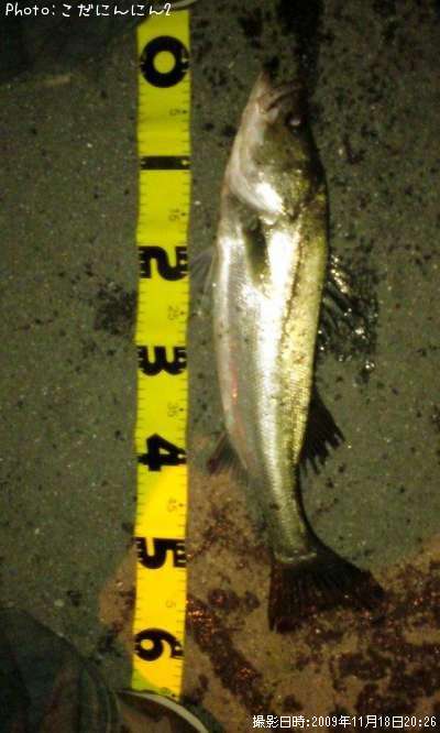 �����Х�