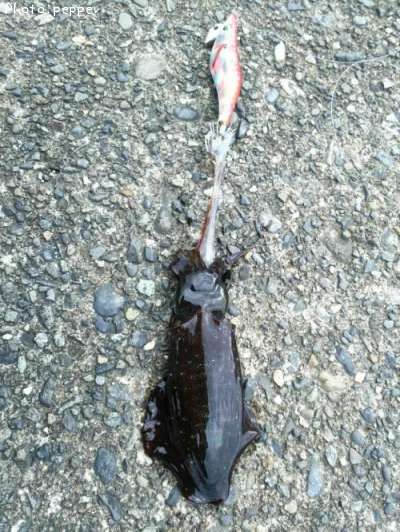 �����ꥤ��