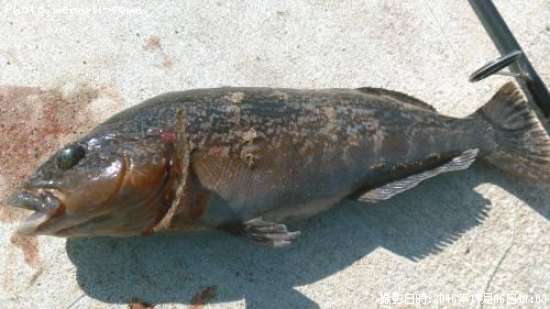 �����ʥ�