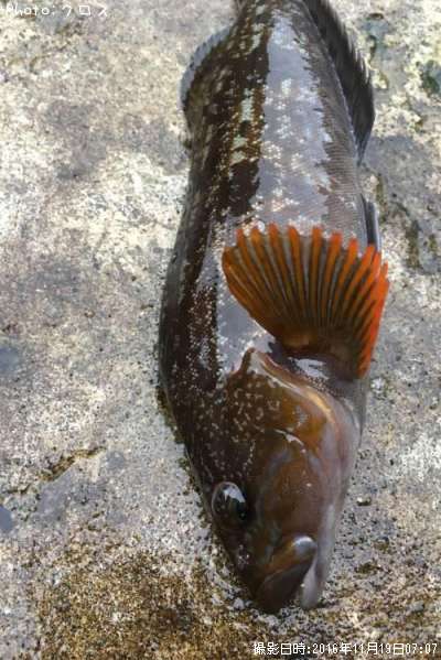 �����ʥ�