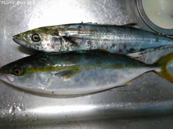 ���ʥ���������