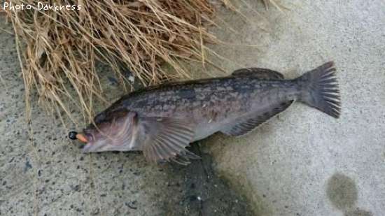 �����ʥ�