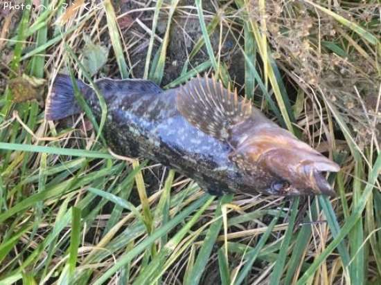 �����ʥ�