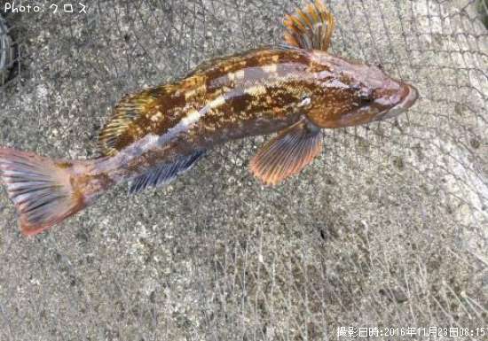 �����ʥ�