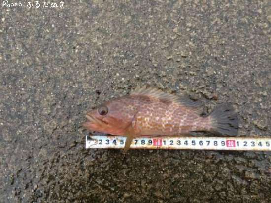 �����ϥ�