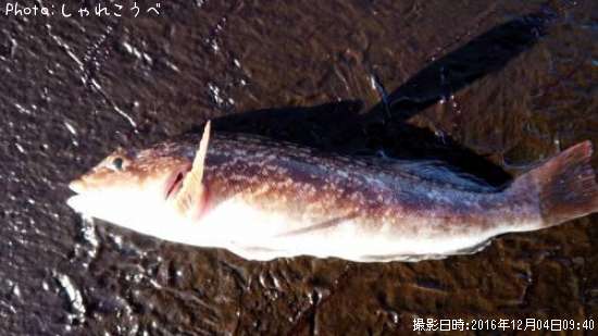 �����ʥ�