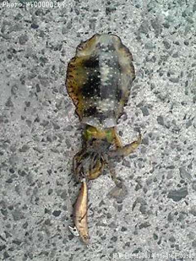 �����ꥤ��