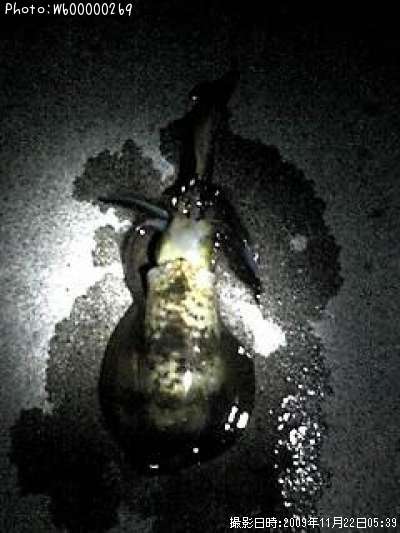 �����ꥤ��