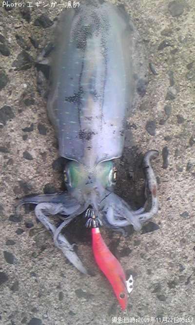 �����ꥤ��