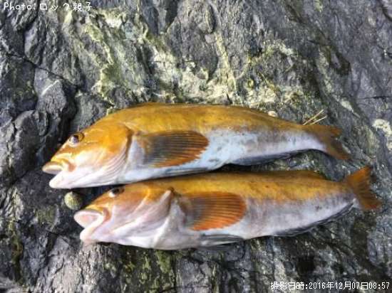 �����ʥ�