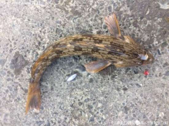 �����ʥ�