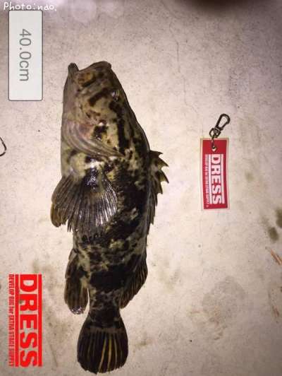 �٥å�������