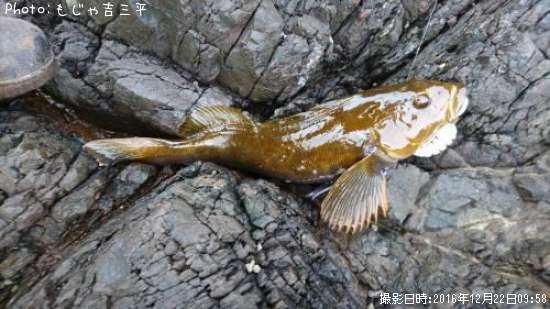 �����ʥ�