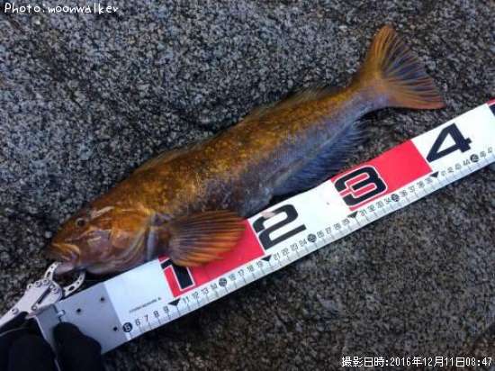 �����ʥ�