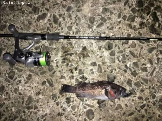 ���ӥ���