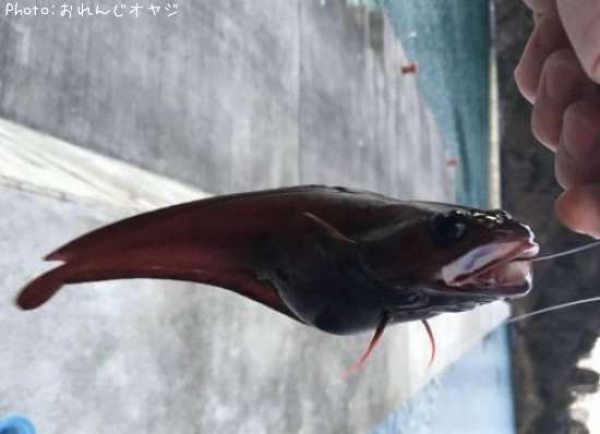 �������������ʥ�