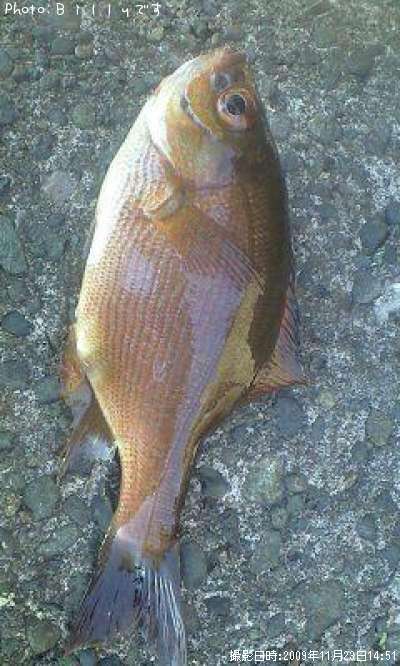 �����ʥ�