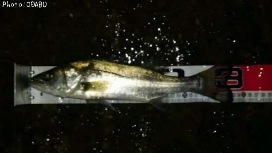 �����Х�