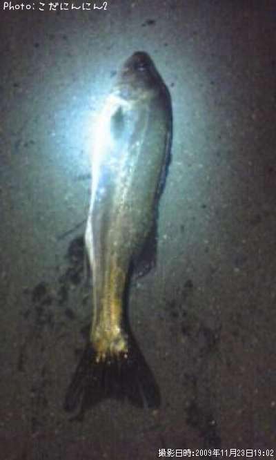 �����Х�