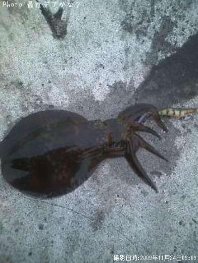 �����ꥤ��