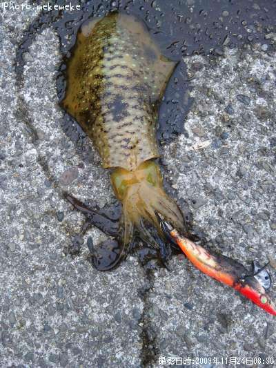 �����ꥤ��