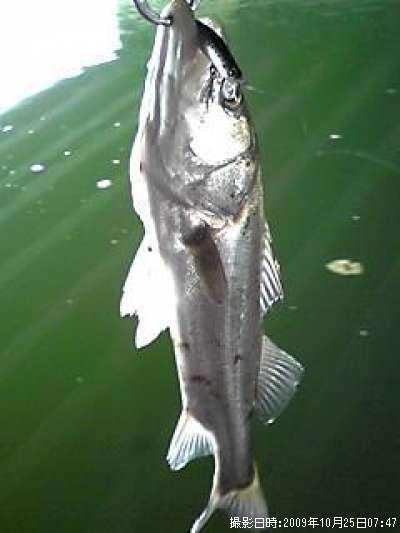 �����Х�