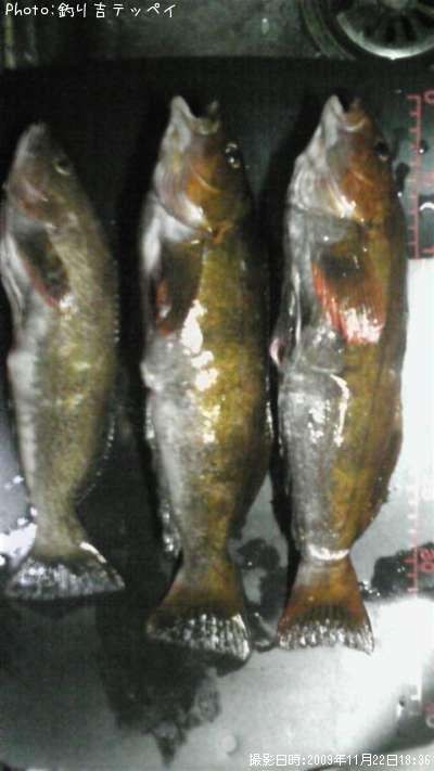 �����ʥ�