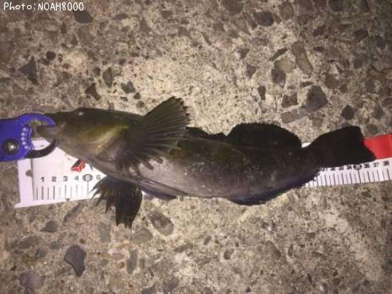 �����ʥ�