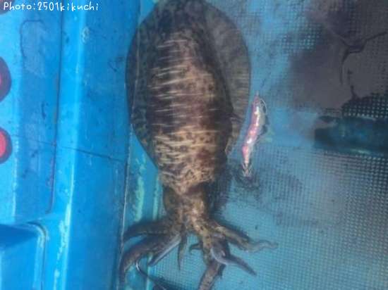 �����ꥤ��