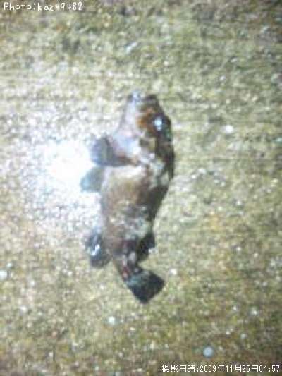 �ۥ��ʥ���饽��