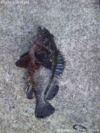 �ۥ��ʥ���饽��