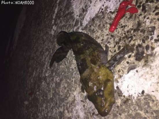 �����ʥ�